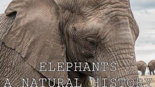 Elephants A Natural History (Biology, Anatomy, and Species).