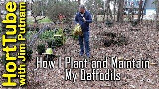 How I Plant and Maintain Daffodil Bulbs (Narcissus)