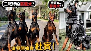 【從零開始養】杜賓犬!二戰時的惡魔犬?世界第二警用犬?跟柴犬差別?時速堪比機車!智勇雙全的狗?【許伯簡芝】Doberman Pinscher