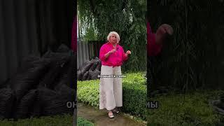 Не растёт самшит?