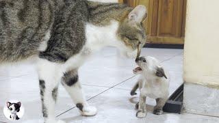 A rescued kitten suddenly approached by a big cat when she met him for the first time