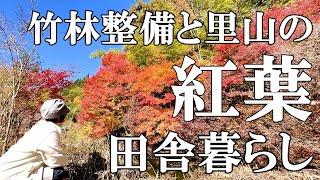 【紅葉と竹林】里山の癒やされる紅葉の秋  目標100本！竹の伐採2回目と冬支度   簡単！菊芋料理  愛猫たち  自然豊かな山奥暮らしの日々｜村暮らし｜移住｜料理【標高800mの田舎暮らし】