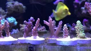 Rico’s Reef Tank - Rico’s Aquariums - SPS Pack