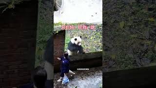 友友大姐人模人样的把月奶妈吓一跳#国宝#panda #cute #大熊猫 #熊猫生活 #animals#shorts