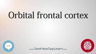 Orbital frontal cortex   Anatomy of the Brain   SeeHearSayLearn 