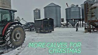 Christmas On A 91 Cow Tie Stall Dairy Farm!  