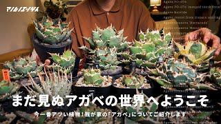 珍奇植物の世界へようこそ。今一番アツい植物「アガベ」を一挙にご紹介します。｜アガベ｜チタノタ｜Agave｜多肉植物