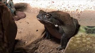 Colorado River Toad (Incilius alvarius)