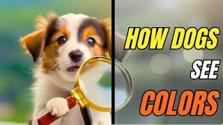 What COLORS can dogs see? How A Dog SEES The World