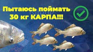 Выполняю ЗАДАНИЕ на КАРПА!!! | Ultimate Fishing Simulator