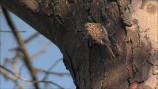 Treecreeper on the River Aire