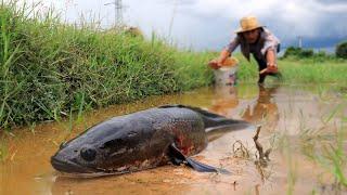 Amazing Fishing! Found & Catching a lot of Catfish & Snakehead Fish in Little Water