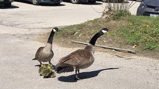 Canada goose vs hawk