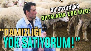 Damızlığı YOK SATIYORUM! / "Bu Koyunlar Ortalama 100 Kilo!"