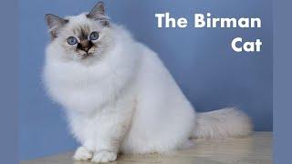 The Birman Cat