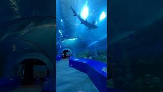 Aquatic gallery science city ahmedabad gujarat | Fish aquarium tunnel ahmedabad science city