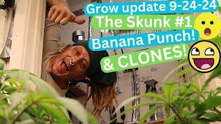 Garden Update 9-24-24 indoor grow Skunk #1, Banana punch, happy plants and alive clones! LET'S GO!