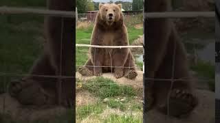 Very friendly brown bear.