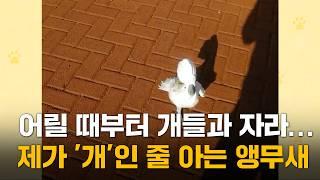 어릴 때부터 개들과 자라더니...자기가 '개'인 줄 아는 앵무새