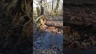 paesaggio di un bosco paludoso #adventure #forest #nature