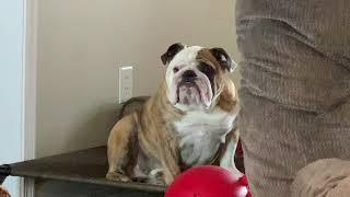 Reuben the Bulldog: Fart-A-Roo