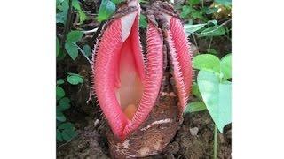 【衝撃】絶対に近づいてはいけない！地球上で最も危険な植物・・・