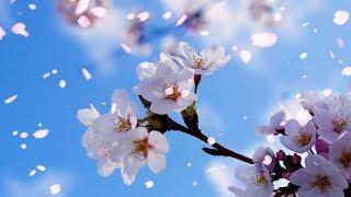 Peaceful Instrumental music, Relaxing music "Perfect Blossom" by Tim Janis