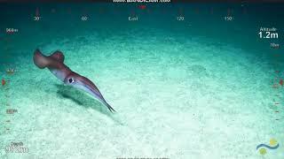 Idioteuthis cordiformis Squid & fish 2@358 S Flinders Reef