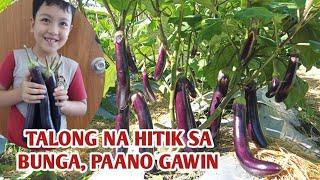 PAANO PADAMIHIN ANG BUNGA NG TALONG @GARDEN OF KUYAKOY