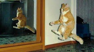 UNEXPLAINABLE Behaviour of Orange Cats  Funny Cat Videos 2024