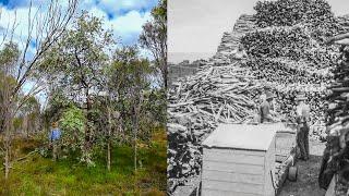 Sandalwood - The Story of Sandalwood in Western Australia