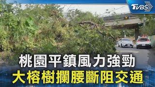 桃園平鎮風力強勁 大榕樹攔腰斷阻交通｜TVBS新聞 @TVBSNEWS02