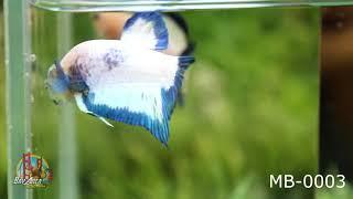 MARBLE BLUE RIM BETTA FISH