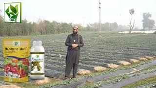 Swat Agro Chemicals - Farmer Testimonials Imran - how to increase Strawberry Crop Production