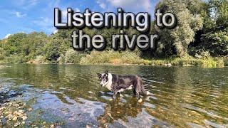 Walking the dog along the River Eden - Cumbria - Lake District - Audio Description