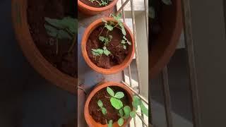 #organicgardening #vegetables#homegrown#timelapse