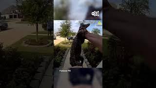 Fulshear officer wrangles small gator from porch with his bare hands