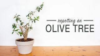 How to Repot an Indoor Olive Tree