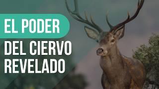  CIERVO significado espiritual  ¡Sorprendente Revelación!