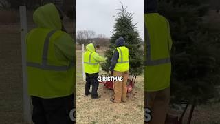 Why shaking your christmas tree matters? #shorts