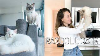 Owning a Ragdoll Cat || What to know