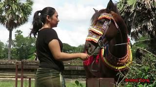 Animal Zone Show | King Horse At Angkor Wat / Girl with King Horse / Pets / Horse.