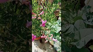 Tikoma flowers blooming & plants care tips