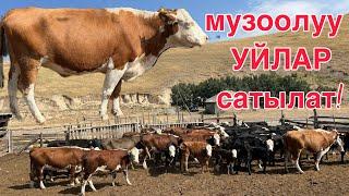 1 короо уйлар торпоктору менен сатылат!! Арзан баада срочнооо