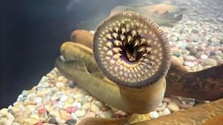 Lamprey 🩸 The BLOODSUCKER Monster of the River!