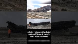 When Earth’s Magnetic Field Flipped: The 42,000-Year-Old Tree That Captured It All 