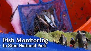 Fish Monitoring - Why Federal and State Agencies Zap the Fish in Zion National Park