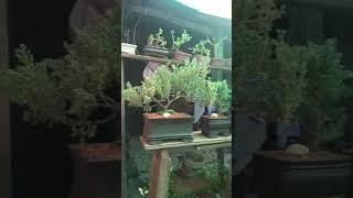 mis pequeños árboles bonsai