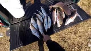 Redfish Limit off the bank in Port Sulphur LA