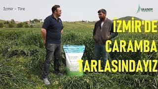 İzmir Tire Caramba Ryegrass Tarlası - Çiftçi Yunus Solmaz